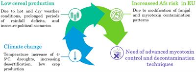 Advanced mycotoxin control and decontamination techniques in view of an increased aflatoxin risk in Europe due to climate change